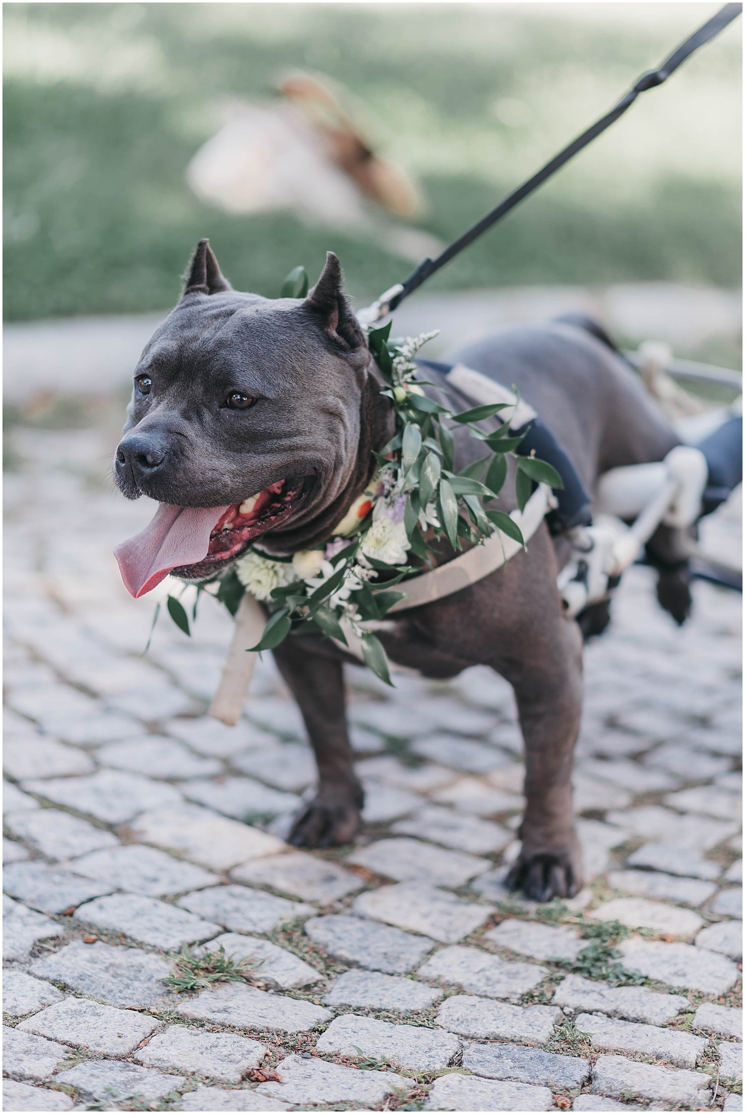 wedding-dog.jpg