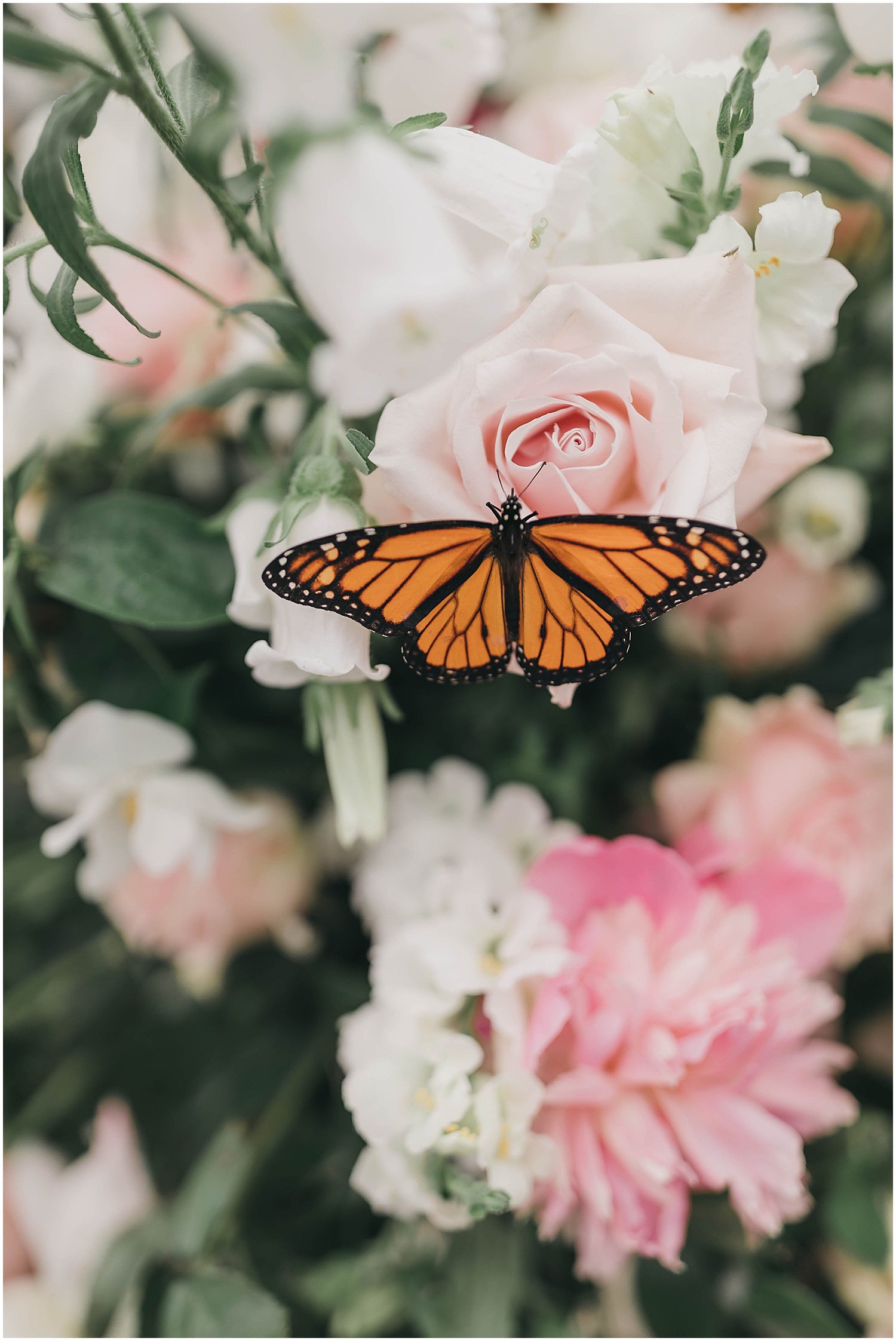 butterfly-flower.jpg