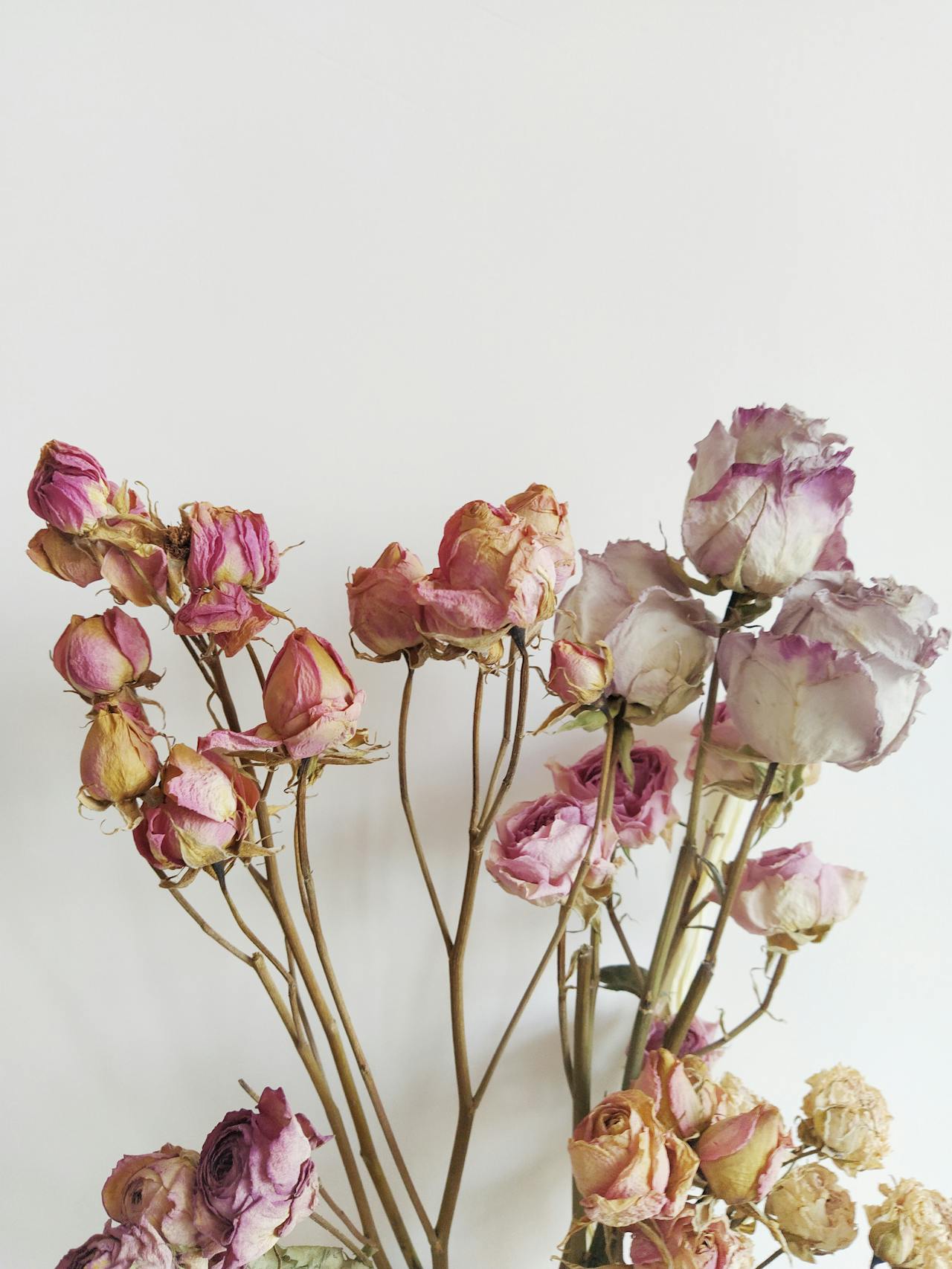 Bunch of dried roses